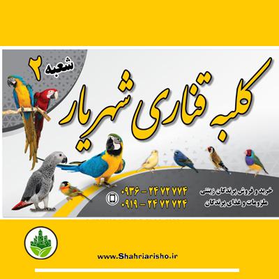 bird shop(پرنده فروشی)